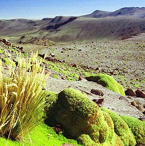 Yareta