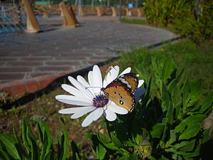 Çiçek (botanik)