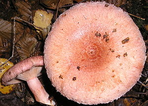 Lactarius