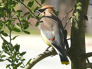 Bombycillidae