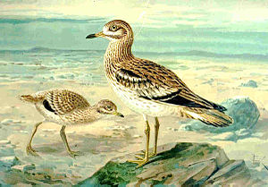 Burhinidae