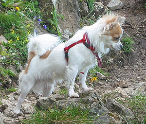 Chihuahua (köpek)