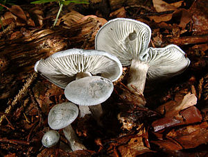 Clitocybe odora