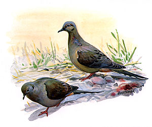 Columbidae