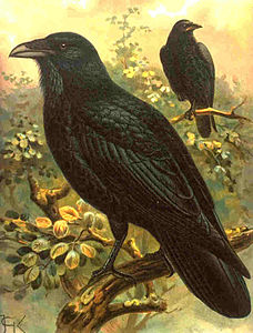 Corvus corax