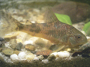 Corydoras paleatus