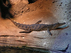 Crocodylidae