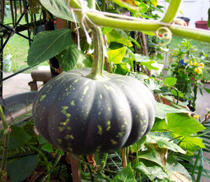 Cucurbita maxima