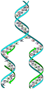 DNA ikileşmesi