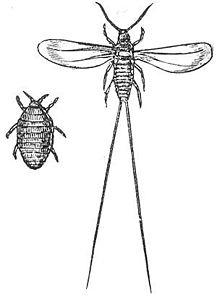 Dactylopius coccus