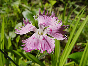 Dianthus petraeus