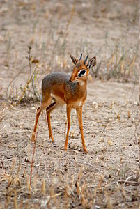 Dikdik