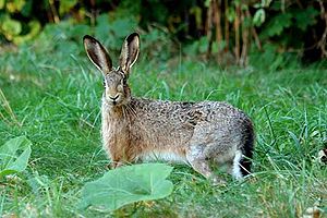 Lepus europaeus