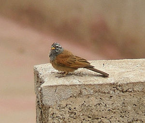 Emberiza