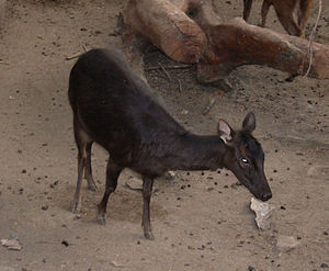 Filipinler sambar geyiği