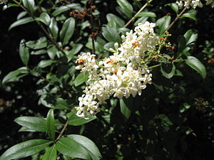 Ligustrum