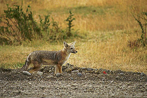 Gri patagonya tilkisi