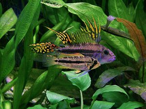 Kakadu cichlid