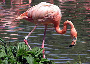 Karayip flamingosu