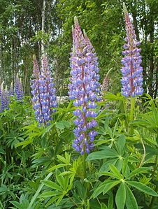 Lupinus