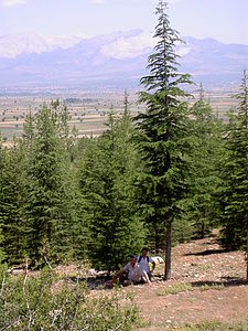 Keçeliler, Tavas