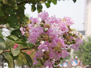 Lagerstromia indica