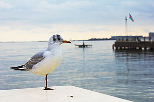 Laridae