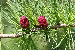 Larix laricina