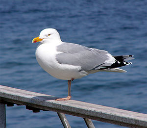 Larus argentatus