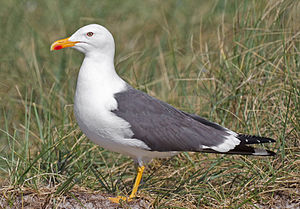 Larus fuscus