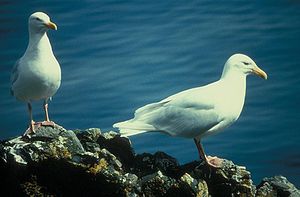 Larus hyperboreus