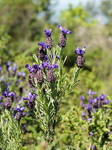 Lavandula stoechas