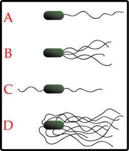 Flagella