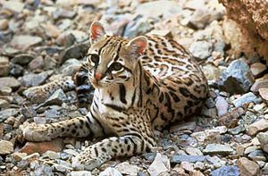 Leopardus