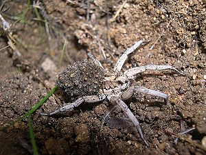 Lycosa tarantula