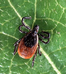 Lyme hastalığı