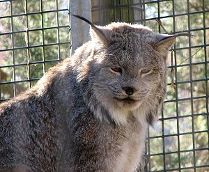 Lynx canadensis