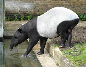 Malezya tapiri