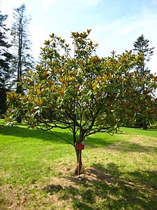 Magnoliaceae