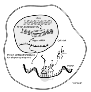 Mesajcı RNA