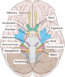 Nervi craniales