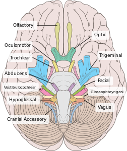 Nervus opticus