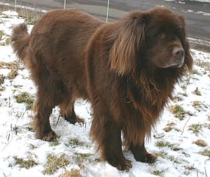 Newfoundland (köpek)