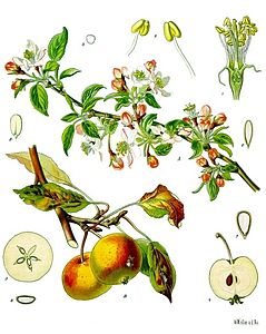 Malus