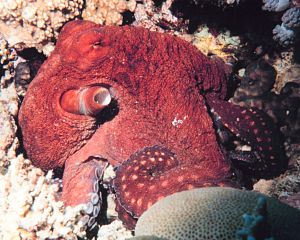 Octopus vulgaris