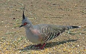 Ocyphaps lophotes whitlocki