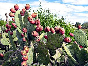 Opuntia ficus-indica