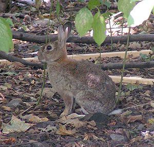 Oryctolagus cuniculus