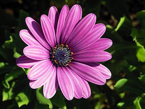 Osteospermum ecklonis