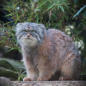 Otocolobus manul